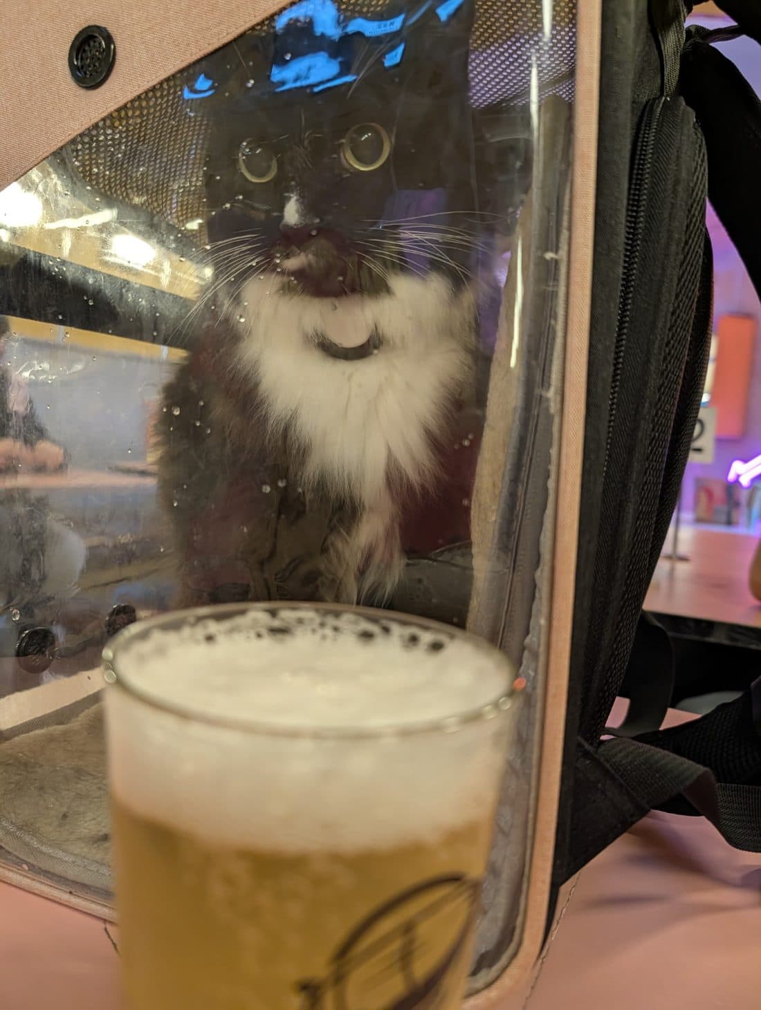 Designated cat.