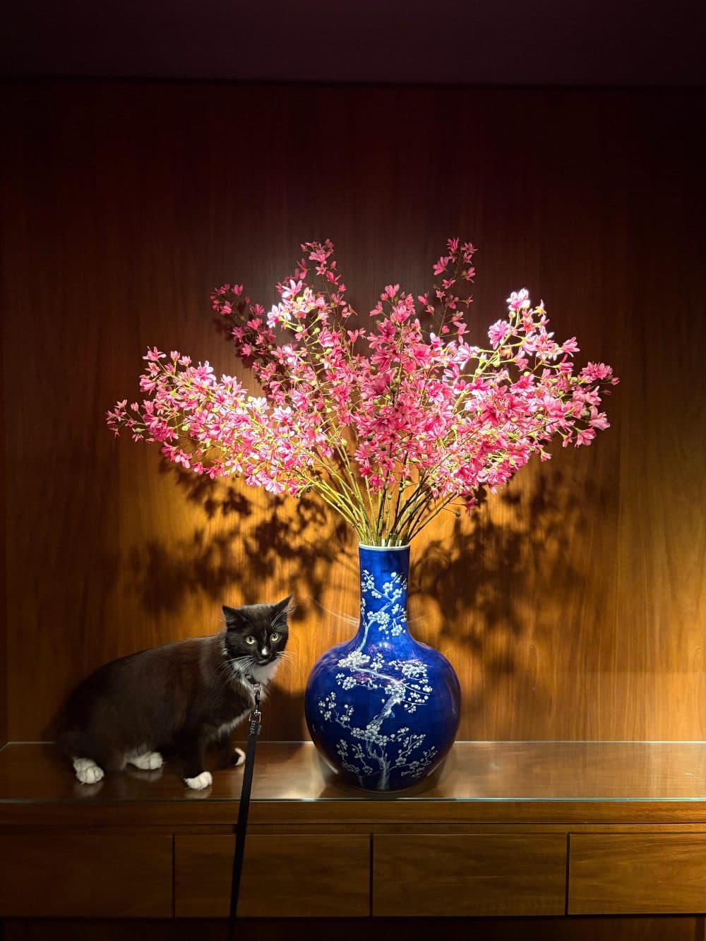 Still life, with cat